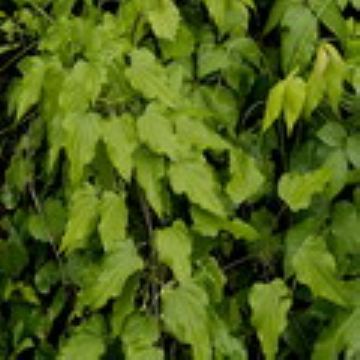 Wild Yam Extract  Dioscorea Villosa P.E.